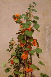 Nasturtiums Nasturtiums