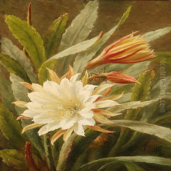 A White Cactus Flower - view 1