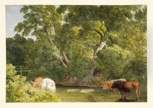 Cows standing in a Stream Cows standing in a Stream