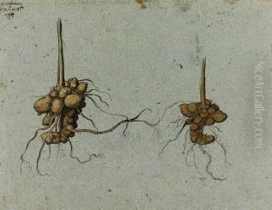 Studies Of Tubers Of Figwort (scrophularia Nodosa L.) by Gherado Cibo