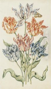 Study Of Six Tulips, A Butterfly And Other Insects by Anthony I Claesz