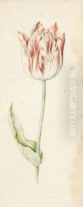 A Study Of A Tulip by Anthony Ii Claesz