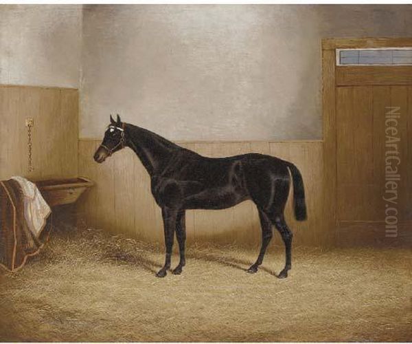 A Dark Brown Horse In A Stable - view 1