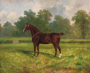 A Bay Hunter In A Paddock