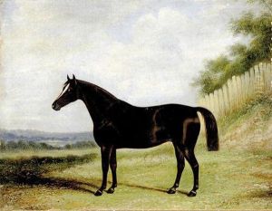 Portrait Of Racehorse