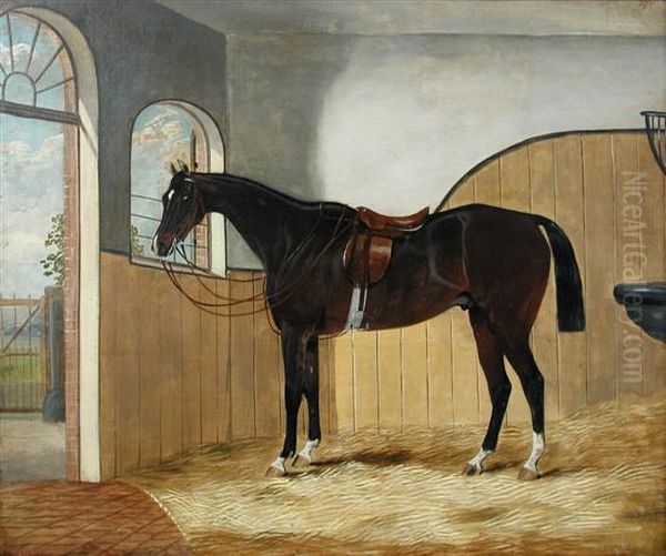 A Dark Bay Hunter In A Stable - view 1
