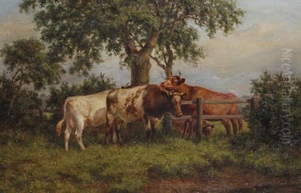 Cattle In The Shade By A Fence - view 1