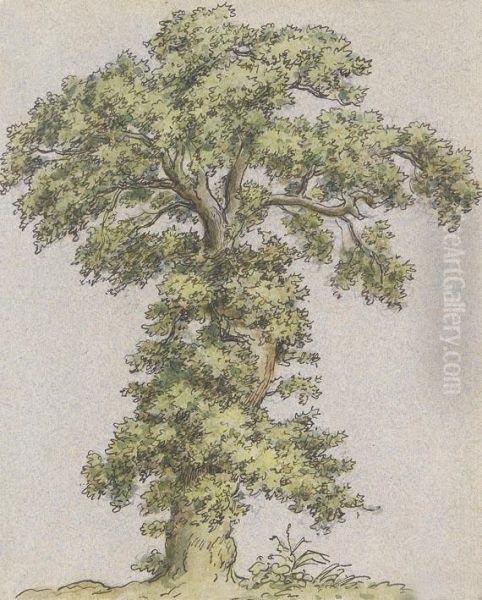 Zugeschrieben - Baumstudie - view 1