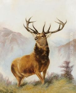 A Highland Stag