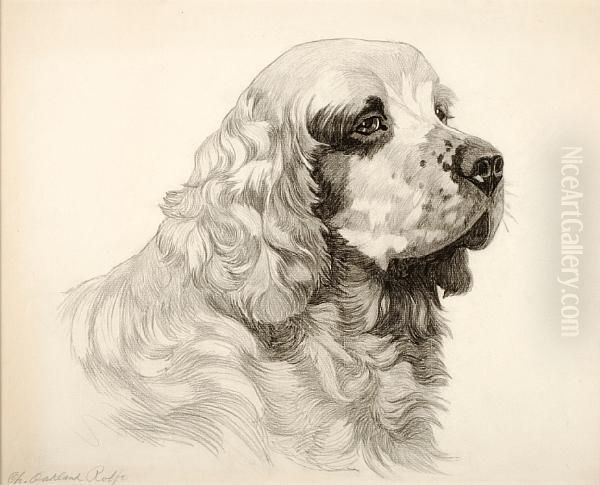 Champion Oakland Rolfe; Clumber Spaniel - view 1