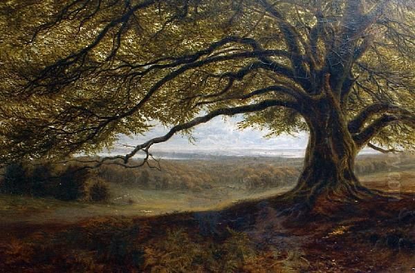 A Summer Woodland View - view 1