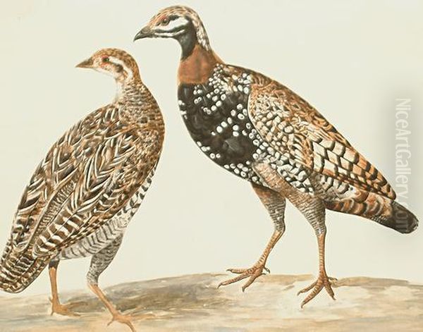Grouse - view 1