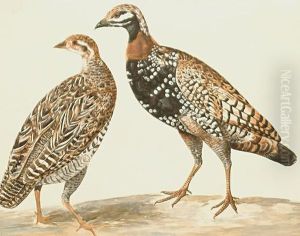 Grouse by Charles Collins