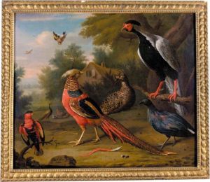 Exotic Pheasants And Other Birds by Charles Collins