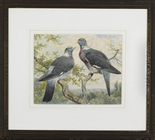 Wood Pigeons - view 1