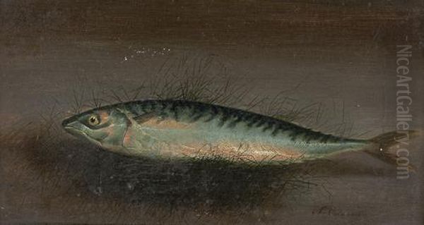 A Mackerel - view 1