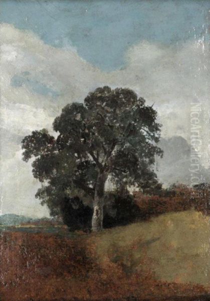 Study Of A Tree - view 1