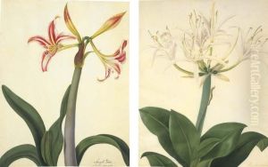 Amaryllis Vitata; And Pancratium Aboinense by Matilda Conyers
