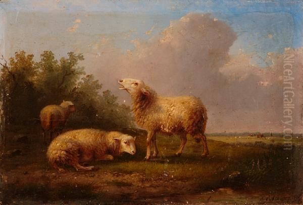 Sheep In A Meadow - view 1