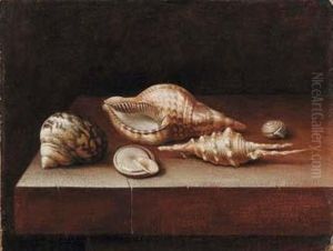 Conchiglie Su Basamento Di Pietra Conchiglie Su Basamento Di Pietra