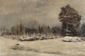 Tannenschonung Im Winter