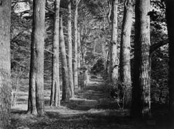 Allee - view 1