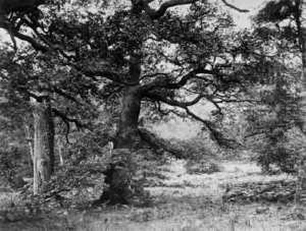 Waldstuck - view 1