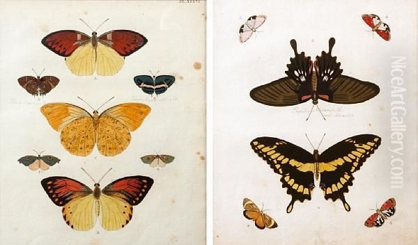 Butterflies - view 1