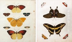 Butterflies by Pieter Cramer