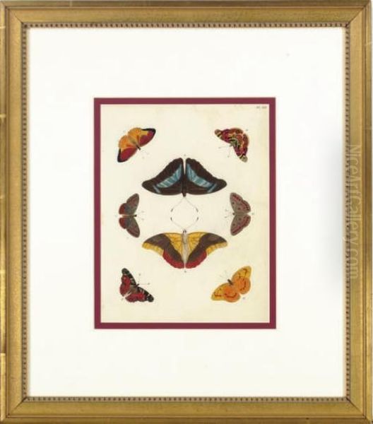 Papillons Exotiques Des Trois Parties Du Monde: L'asie, L'afrique Et L'amerique: Eight Plates - view 1
