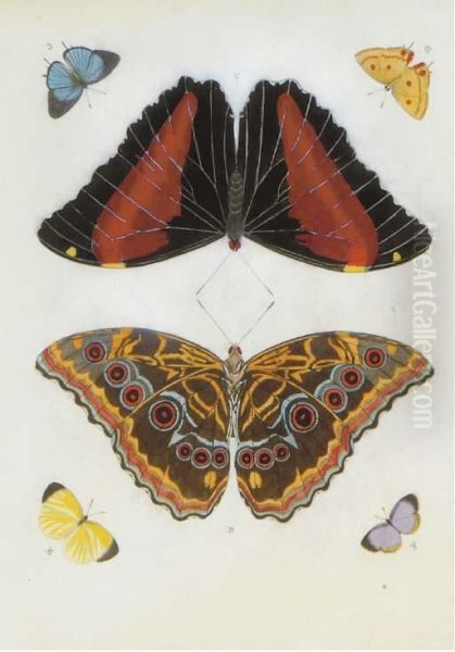 Butterfly Studies - view 1