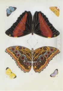 Butterfly Studies