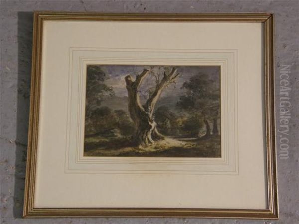 Study Of A Tree - view 1