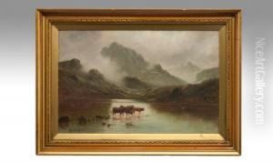 Highland Cattle Watering In A Lake