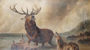 Stags On The Moors