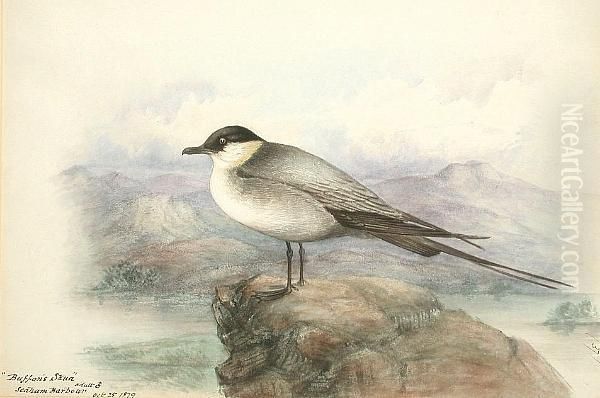 Buffon's Skua, Seaham Harbour - view 1