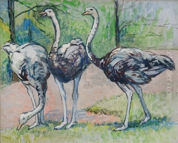 Ostriches - view 1