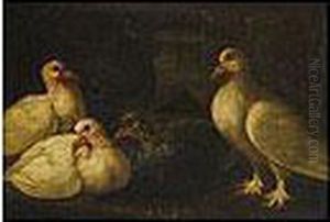 Par De Bodegones Con Palomas Y Pichones by Giovanni Crivelli, Il Crivellone