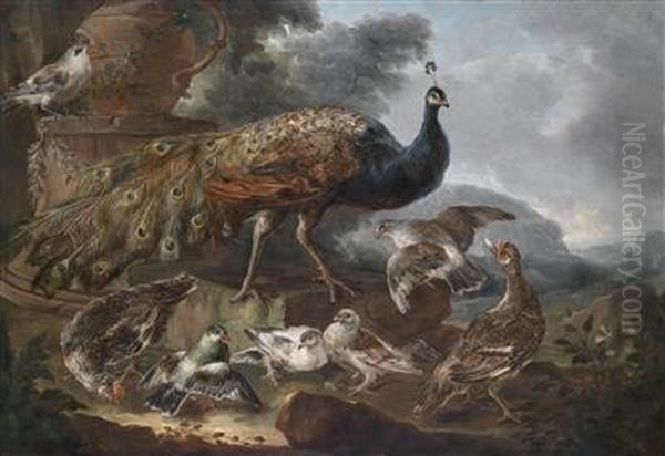 A Peacock - view 1