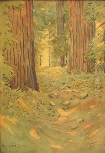 A Path Through The Redwoods