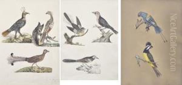 Three Ornithological - view 1