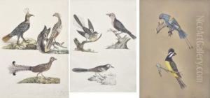 Three Ornithological by Mary Croker
