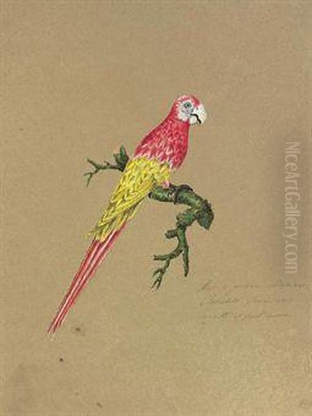 Studies Of Tropical Birds - view 1