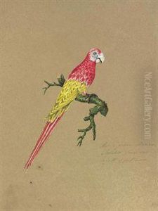 Studies Of Tropical Birds by Mary Croker