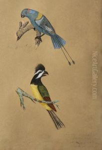 Frontal Shriek And Basket-tailed Parrot Inhabits N S Wales by Mary Croker