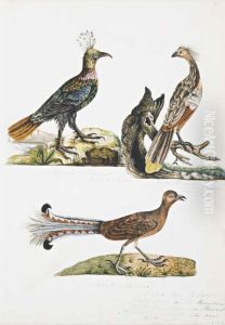 Pheasants And Lyre Bird Pheasants And Lyre Bird
