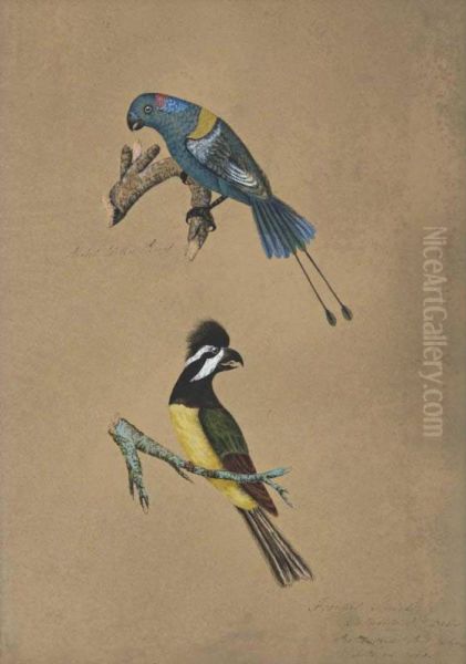 Racket-tailed Parrot And Frontal Shrike - view 1