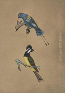 Racket-tailed Parrot And Frontal Shrike by Mary Croker