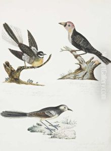 Fan-tailed Flycatcher, Abyssinian Plant-cutter And Southern Wag Tail by Mary Croker
