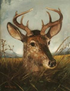 Deer In Tall Grass